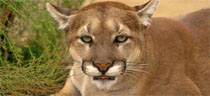 wildlife wildlife